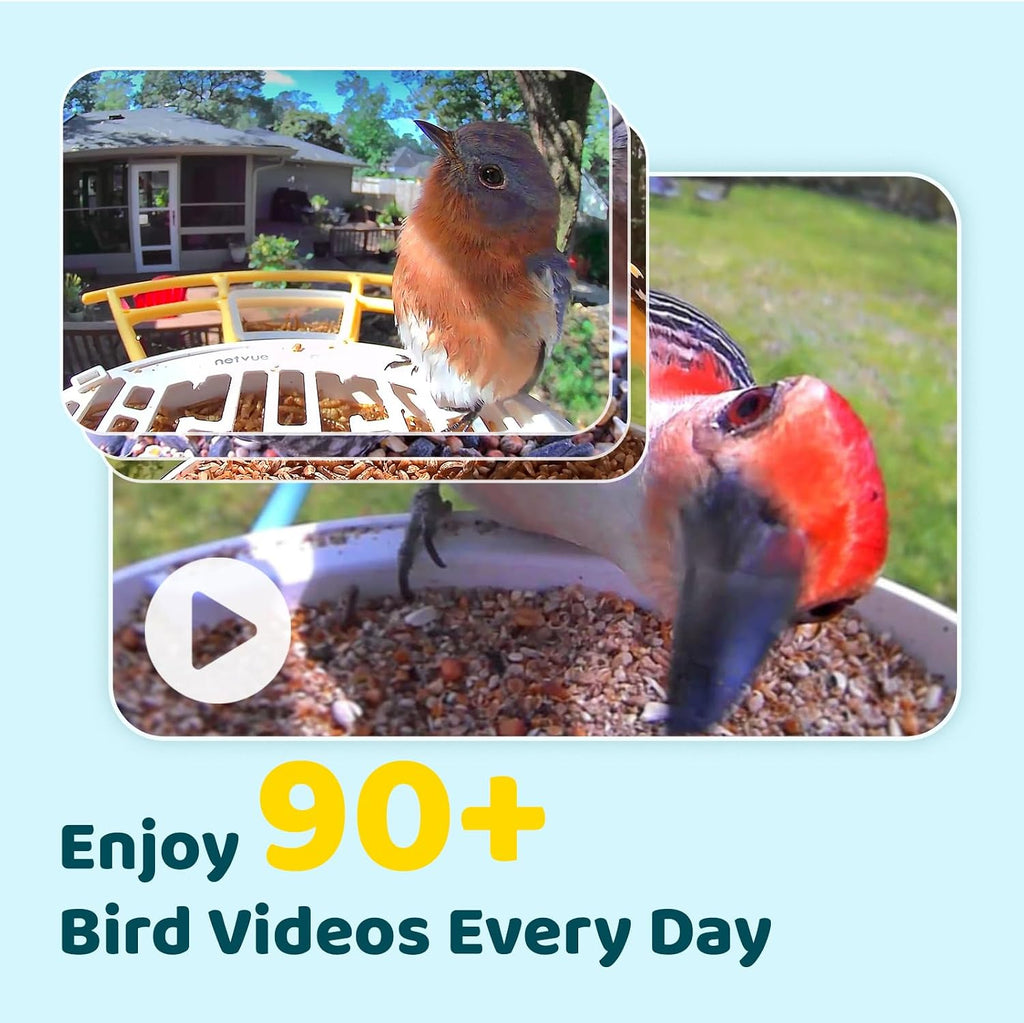 NETVUE by Birdfy Smart Bird Feeder with 2K AI Camera Solar Powered, 3MP Wireless Wildbird Watching, Live Stream & Night Vision, Auto-Capture & Notify, Collection & Cloud Storage (AI by Subscription)